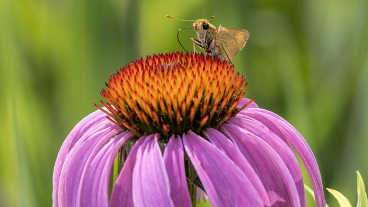 Plant and Pollinator Walk at Pine Dunes Forest Preserve